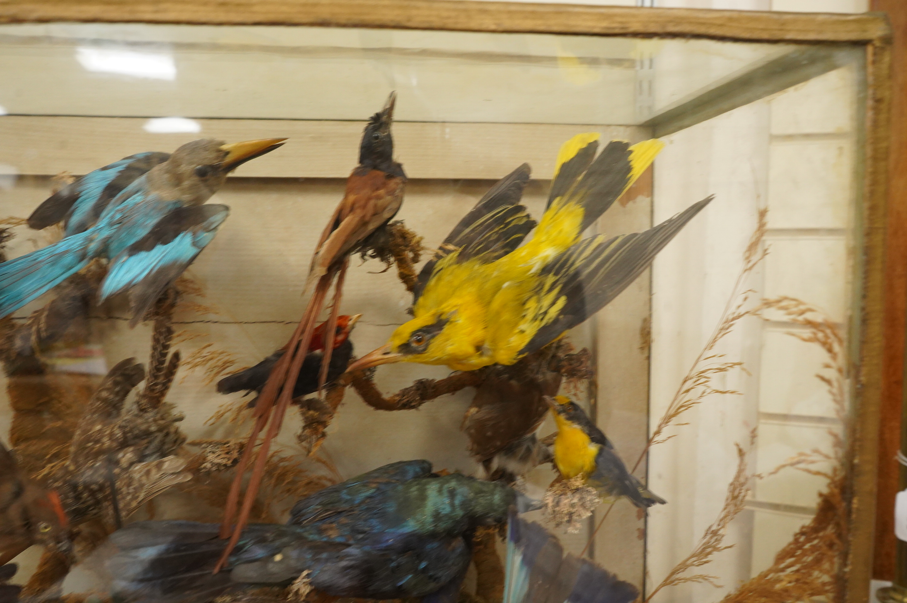 A Victorian taxidermy display of exotic birds including a Golden Oriole, a Californian Scrub Jay, a Red-capped Manakin, etc., contained within a glazed case, 52cm high, 61cm wide, 27cm deep